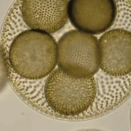 Coin image for FLteq8mHkLvteCfaL3mgyQLo39zkSFVdtwocDXN6K8pZ