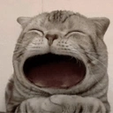 maow