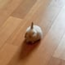 Coin image for GTtpsVu5DkgmdtvQQH5jYLjerhD5Q24VafsZcFYBRJG2