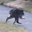 Jimothy The Raccoon