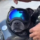 Harley