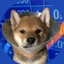 Coin image for GoXWwvEDjTHgmcSBKJMFiZhDSNwp8AD2kXNHR4qmeeGo
