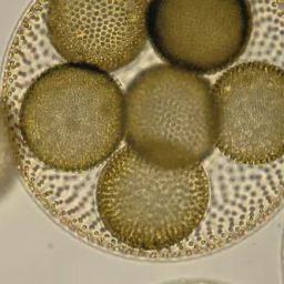Coin image for HnE45jYu6HJfYuSSQrMPCPwZHrKKRdjLqom7HEXBpump