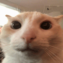 Coin image for HoJuDrp5WUveGxXnv1HRHntRRt9yy7LKWiTDNbqbMaKd