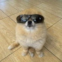 Kori The Pom