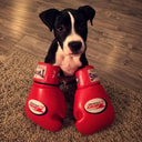 PUNCHDOG