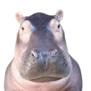 Coin image for J3wXkv1YbJ3FQRniyRR5Tb1jMungx4nJDcyCzhD7KBhH