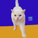 Coin image for J9vGg8vt9hd7PcdfgnShcEc2mXSoZwAbw7aWNtpLTAJx