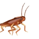 Coin image for SzRy8QYBGdDUmTEcebfLENsdpkWcaTeRC1QHJDdbonk
