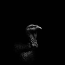 Coin image for TepJN9HUGKJC6AcrbeSUZBdr7zDgHLCWjna46HsXm8N