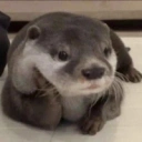 Coin image for XFtryPNihbjf4gS4PnDo1LuwNUNQTP3DtzeE2h5Rek1