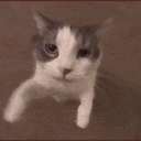 Coin image for catkWeVrohFDgGh5vVgeQzxoWB4kXQSBVtjUN81Bd1J