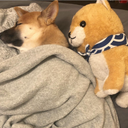 Coin image for egMfWmAn2fZJbw9ckfah7hSVCAfee5sfwGNtctpdoge