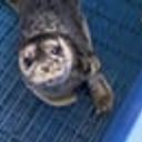 Coin image for hyuoXkEyqi1Yss4R1XvLTeE4Fu1jBhPv5mFr445KmhR