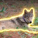Coin image for wCo7b6VrRRRfaKNbW4FeQPYZtTMgDLNJZfBwChC2CpF