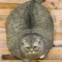 ◎cat