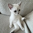 Mimi