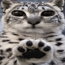 paws