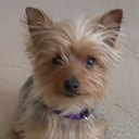 Tinkerbelle