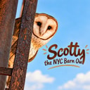 Scotty