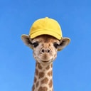 GIF