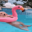 $DOGINPOOL