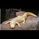 CLAUDEGATOR