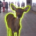 Deer