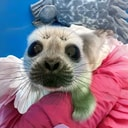 SEALS