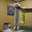 LONGCAT