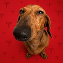 LONGDOG