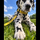 zDOG