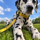 zDOG
