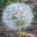 Taraxacum