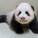 曙宝
