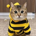 眉眉