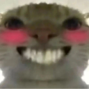鼠鼠猫