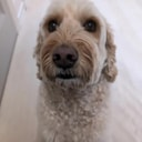 DOOGLER